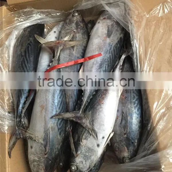 2016 New Frozen Bonito Tuna 200-300g photo-3