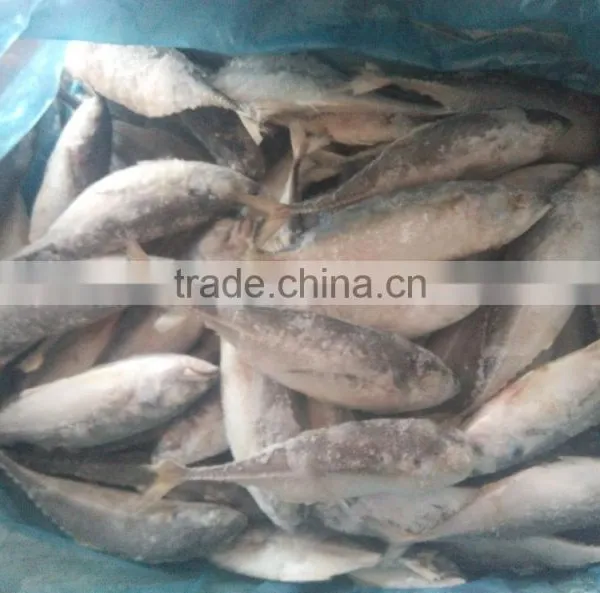 Whole Round Fish Frozen Hard Tail Scad for Market photo-2