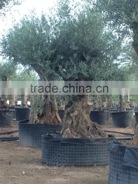 Olive Tree - Olea Europaea Regional Ejemplar photo-3