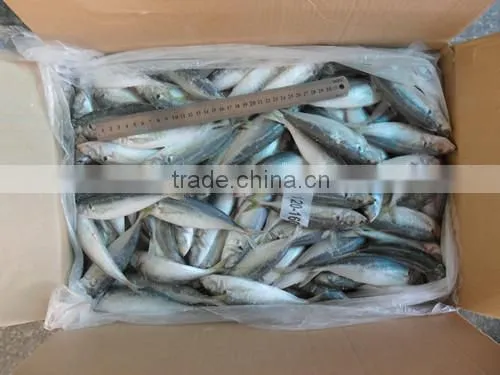 High Quality Horse Mackerel(Decapterus Maruadsi) 120-160 Pcs photo-3