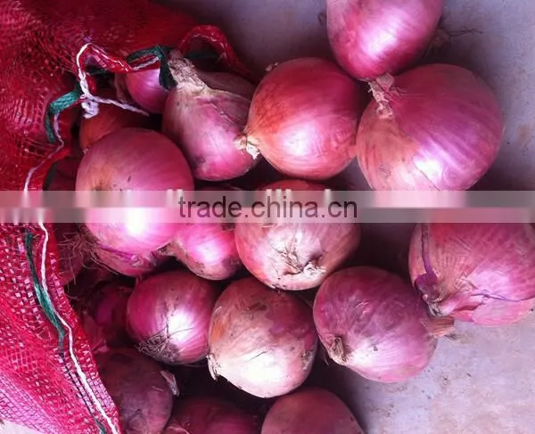 2016 New Crops Red Onion photo-2