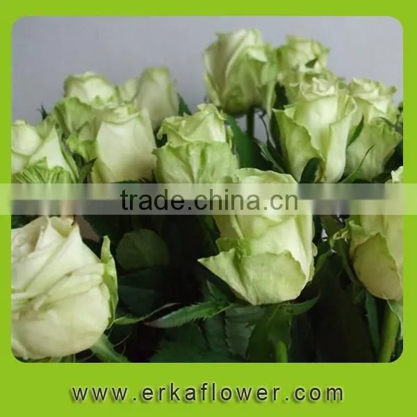 2016 New Product Crazy Selling Wide Varieties Fresh Rose photo-4