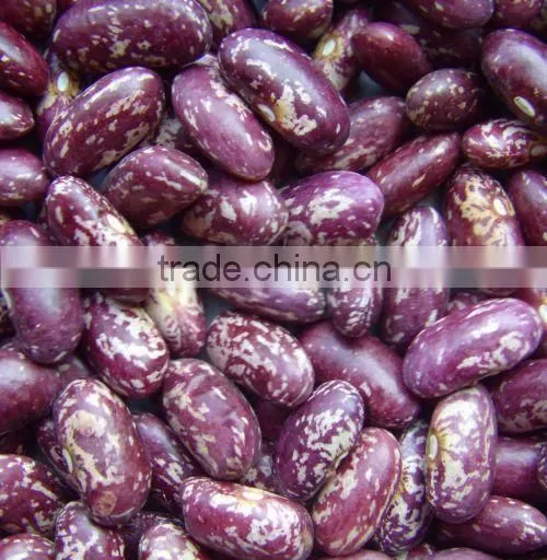 New Crop Bulk PSKB Beans photo-5