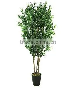 Olive Tree