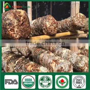 Mushroom Type Bulk Sale Nutritious Medicinal Fresh Dried Shiitake Mushroom Exporting Factory photo-4