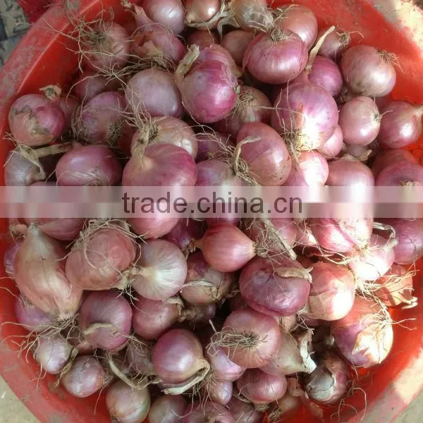 Fresh Onion Export to Dubai photo-5
