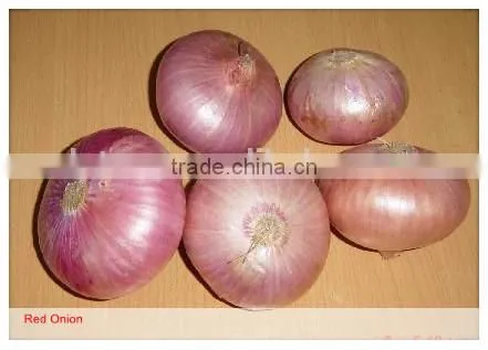 Fresh Onion Packing in Mesh Bag for Onion Importer From Dubai photo-2