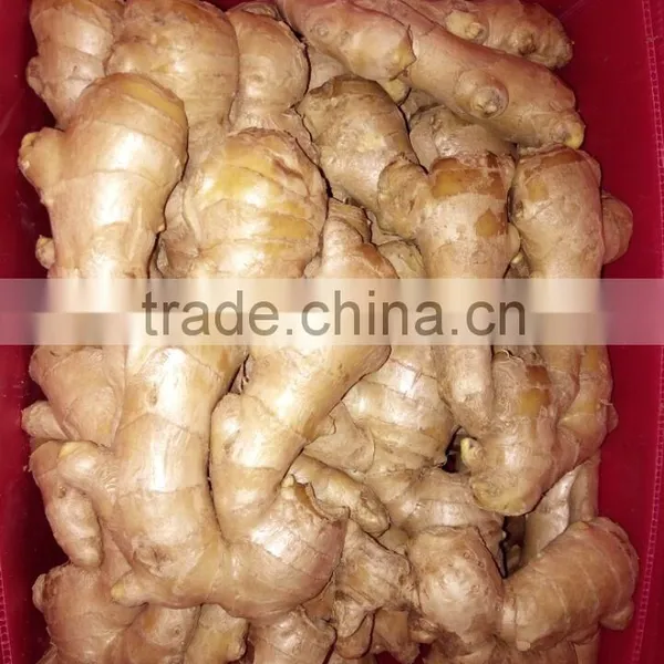 AIR DRY GINGER With 13kg Pvc Boxes photo-2