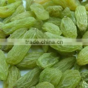 BEST QUALITY GREEN RAISIN FOR BEST RATE photo-2