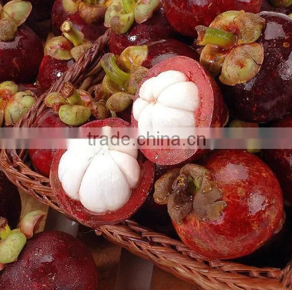 Mangosteen Fruit Seedling photo-2