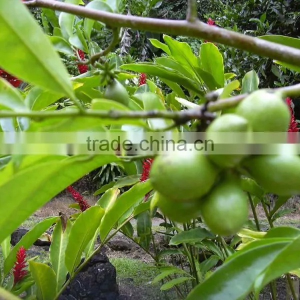 CANANGA JAVA OIL photo-3