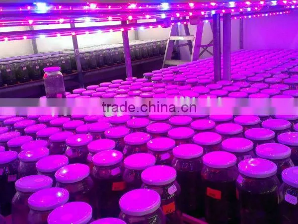 Grow Shop China Wholesaler Growing Led Light for Plant Growth,grow Light for Microgreens photo-3