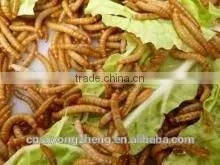 Mealworm Treats With Long-term Technical Support photo-2