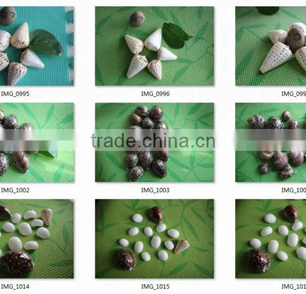 Sea Shell Conch Shell of Shell Animals photo-2