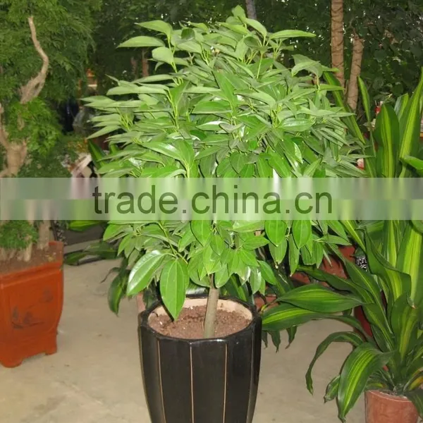 Cinnamomum Cassia Ornamental Plants photo-2