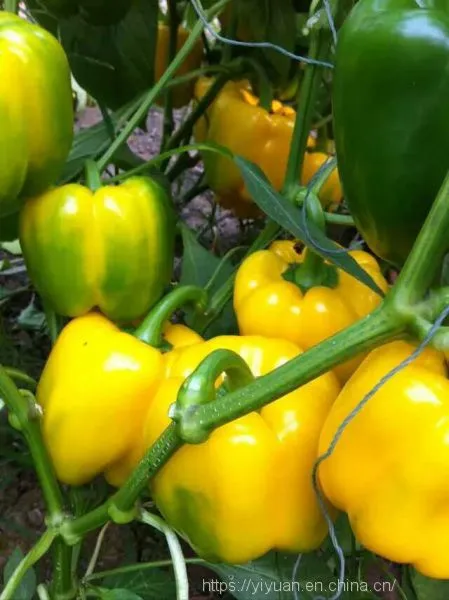 yellow pepper seeds sweet pepper greenhouse plant  pepper seeds no.18