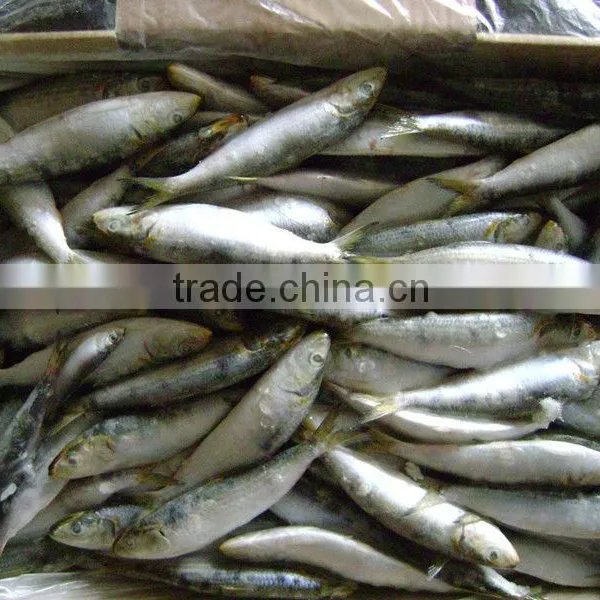 Frozen Sardine for Tuna Bait photo-5