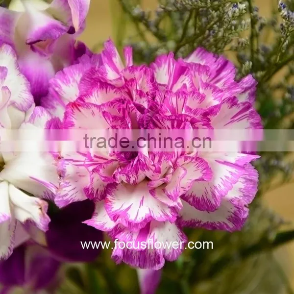 Best Selling Cut Flower Carnations As Gifts Purple Cheap Price Carnation photo-3