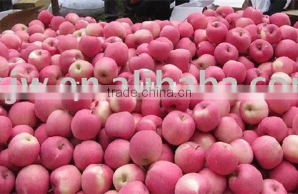Top Fresh Fuji Apple for Indian Delicious Fuji Apple photo-6