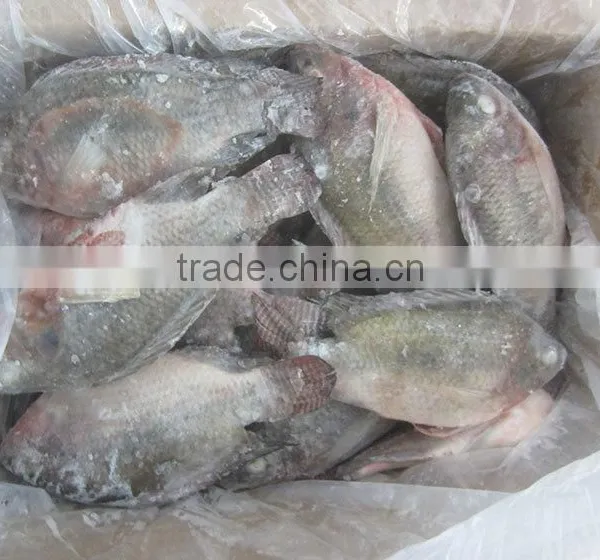 New Catching Frozen Fish Whole Round Tilapia