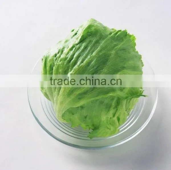 Freezed Leaf Lettuce Iceberg Type Lettuce Grade One Vegetable in Yunnan photo-4