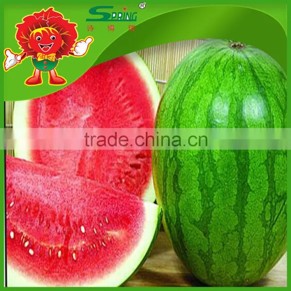 no Frozen Watermelon Cheap Chinese Fresh Watermelon Fake Watermelon photo-2