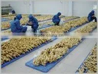Dried Red Root Ginger