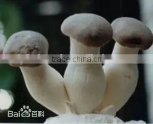 Agaricus Campestris Mushrooms/ Pleurotus Eryngii With ISO, HACCP and GAP Certification