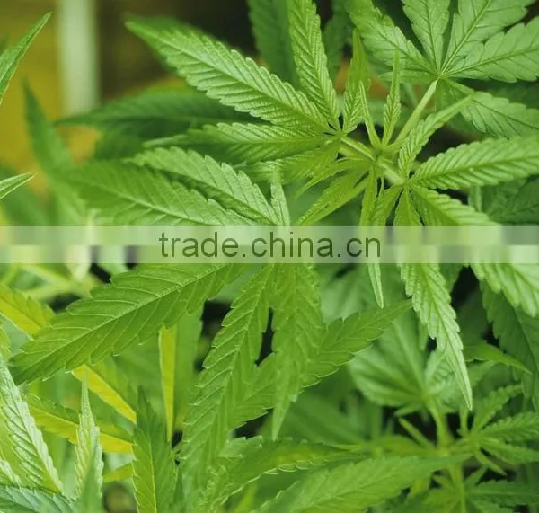 Wholesale Organic Hemp Seed Oil From GMP Factory photo-2