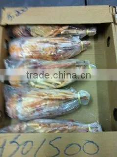 Panulirus Argus photo-3