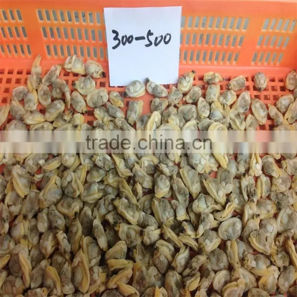 Frozen Boiled Short-necked Clam Meat photo-5