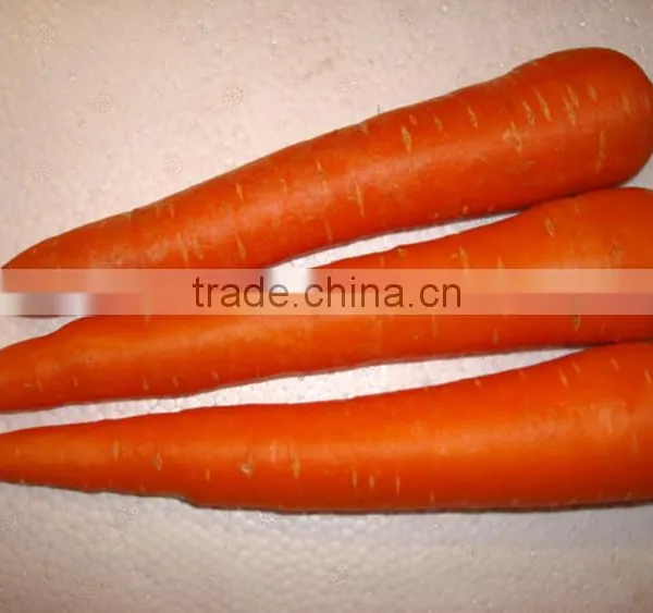 Supplier Bulk Carrot Sale Carrot Price photo-5