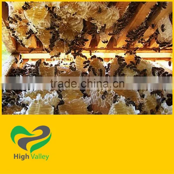Wild Flower Honey 100% Natural From Viet Nam
