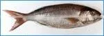 White Snapper ( also called Pink Job Fish or Sharp Tooth Snapper )