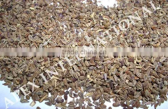 Carum Copticum / Bishop's Weed / Ajwain