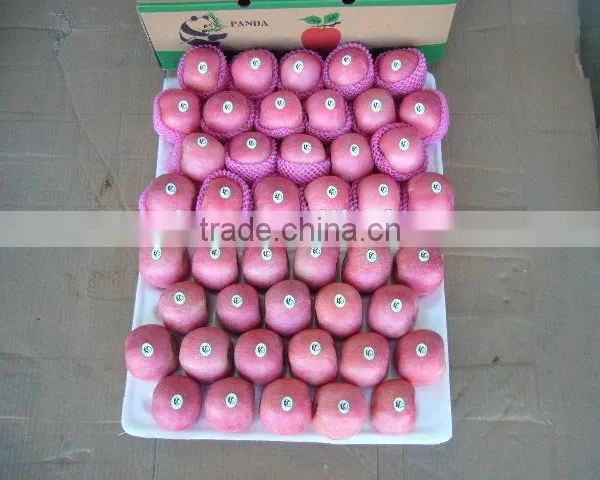 Fresh Apple Fruit Wholesale Distributors photo-4