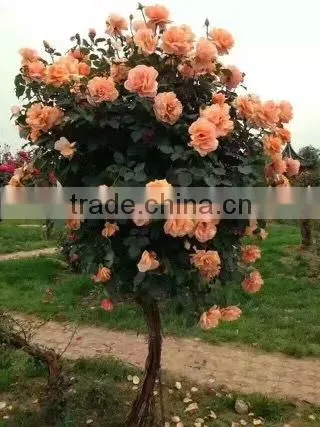 Natural Product Type Potted Rose photo-5
