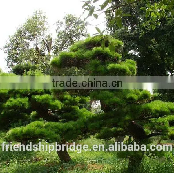 Pinus Thunbergii Parl. Black Pine Seedlings photo-2