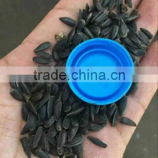 8TPD Automatic Mini Cooking Sunflower Seeds Oil Makeing Machine
