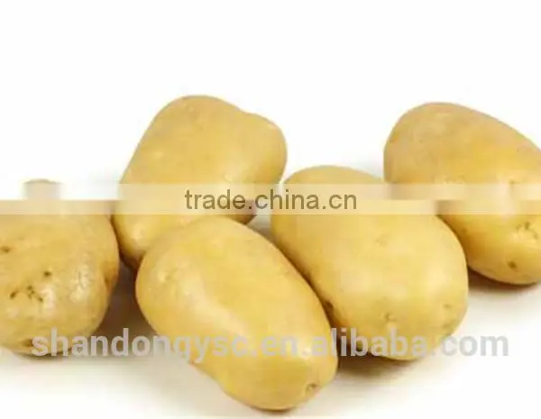 2016 New Crop Fresh Potato photo-3