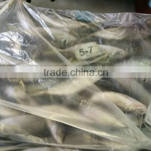 Seafood Horse Mackerel From China 50 -70 Pcs /10 kg photo-2