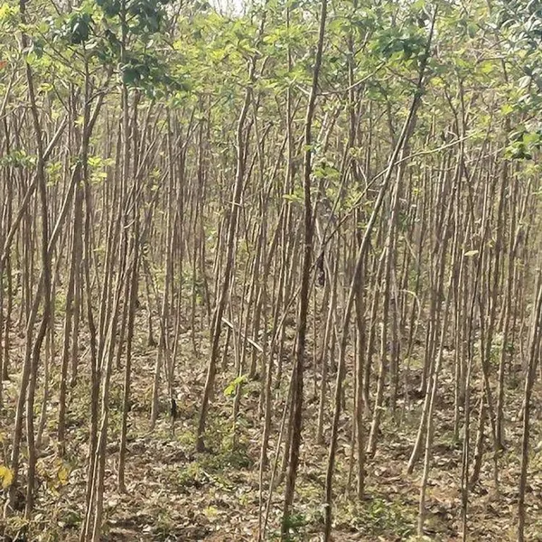 Quotation List of Chionanthus Retusus Base. Prices of Chionanthus Retusus Seedlings. Wholesale From Manufacturers photo-4