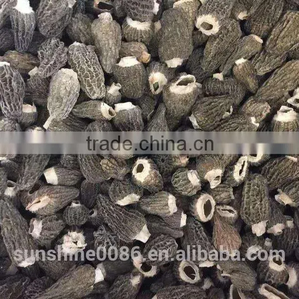 New Crop High Quality in Season Cultivating Morel Mushrooms Morchella photo-5