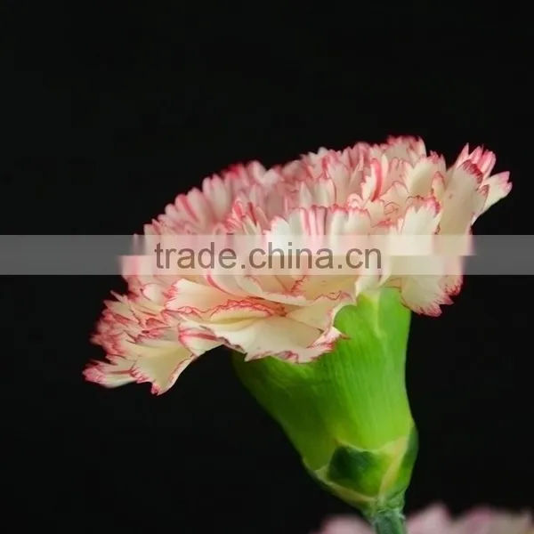 Special OEM Fresh Cut Red Pink Carnations Flowers photo-6