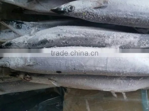 FROZEN PACIFIC SAURY WHOLE ROUND photo-4