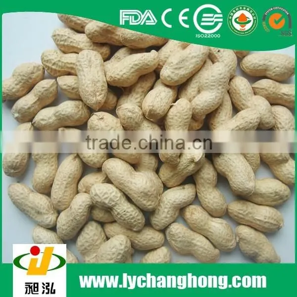 Roasted Peanut in Shells 2014 New Crop