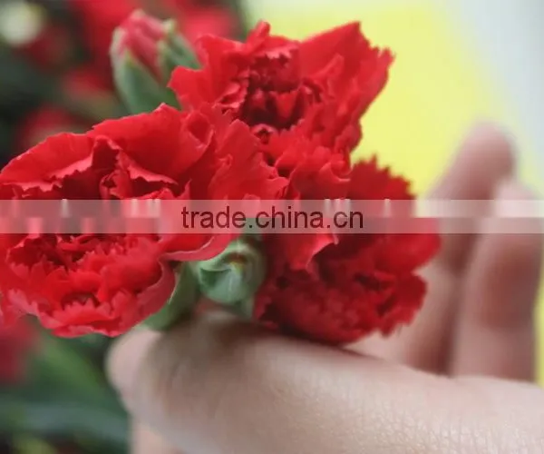 Various Crazy Selling Products for 2015 Carnation Flower photo-3