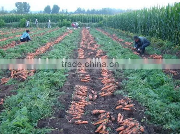 Supplier Bulk Carrot Sale Carrot Price