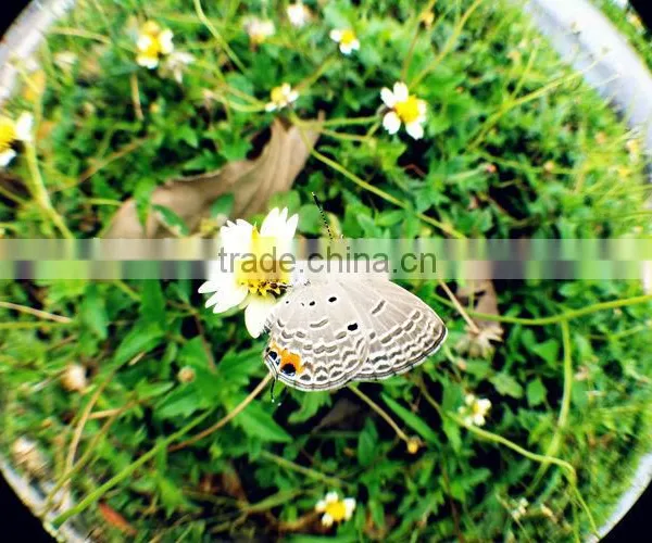 Magnetic 3 in 1 Mobile Phone Lens 0.67xWide Angle Macro 180 Fish Eye Lens Camera Kit Set for Apple IPhone 4 5 photo-4