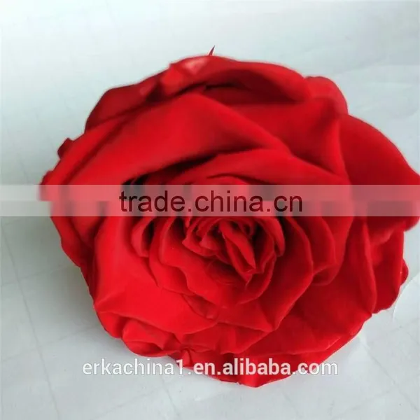 Perennial Flower Preserved Fresh Flower Preserved Rose For Wedding Decoration